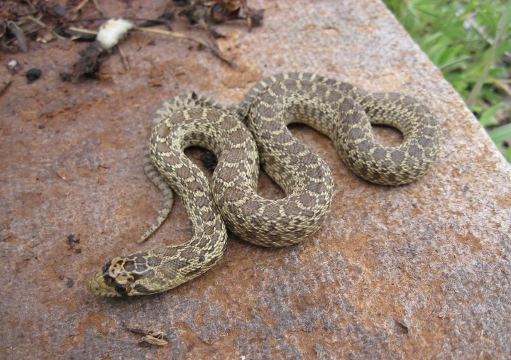 Pacific Gopher Snake